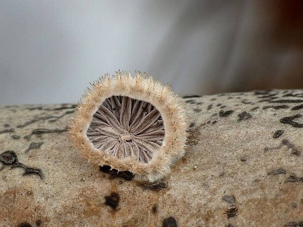 klanolupeňovka obyčajná Schizophyllum commune Fr.