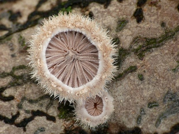 klanolupeňovka obyčajná Schizophyllum commune Fr.