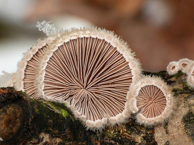 klanolupeňovka obyčajná Schizophyllum commune Fr.