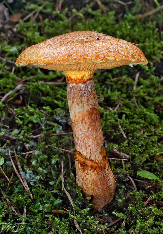 masliak tridentský Suillus tridentinus (Bres.) Singer