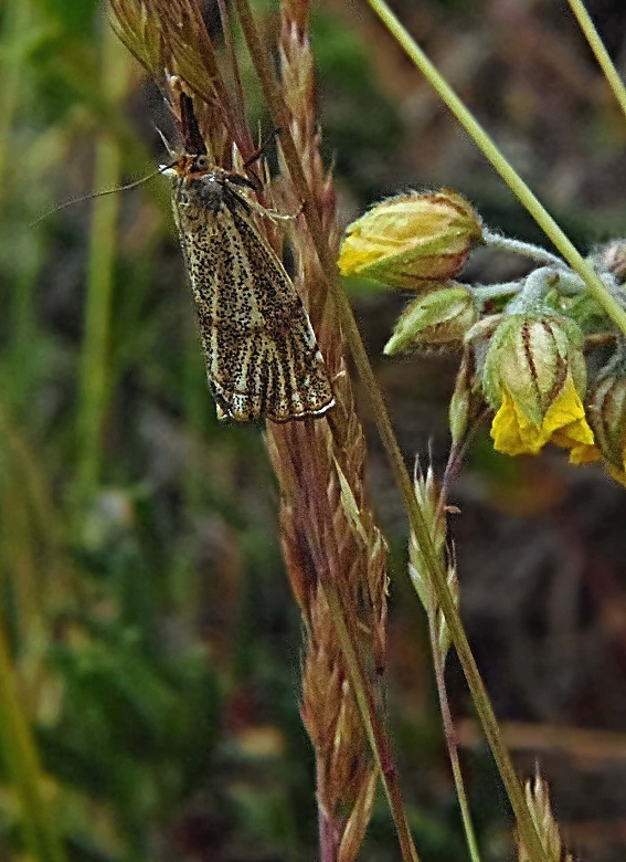 trávovec jarný Thisanotia chrysonuchella Scopoli, 1763