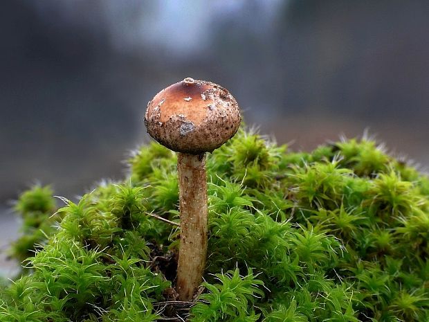 stopkovec zimný Tulostoma brumale Pers.