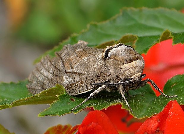 drevotoč obyčajný Cossus cossus