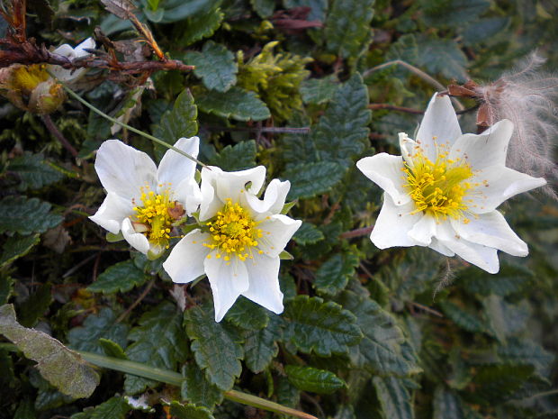 dryádka osemlupienková Dryas octopetala L.