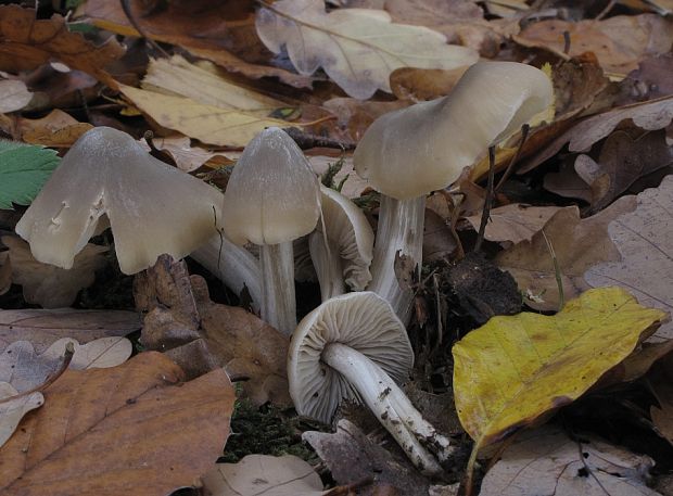 hodvábnica Entoloma sp.