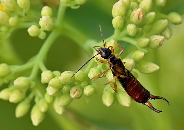 ucholak obyčajný Forficula auricularia