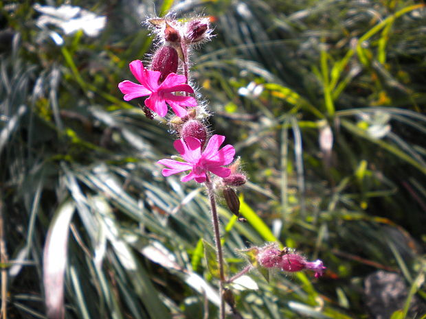 silenka červená Silene dioica (L.) Clairv.