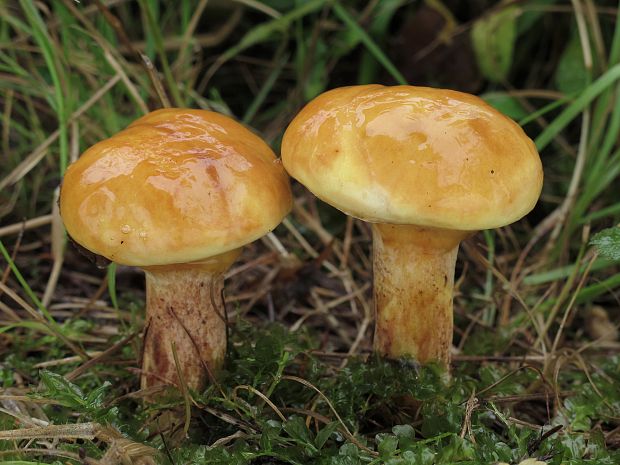 masliak smrekovcový Suillus grevillei (Klotzsch) Singer