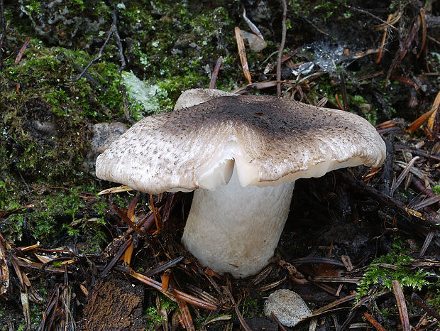 čírovka tigrovaná Tricholoma pardinum (Pers.) Quél.