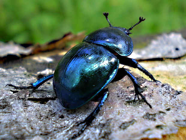 lajniak hladký Trypocopris vernalis