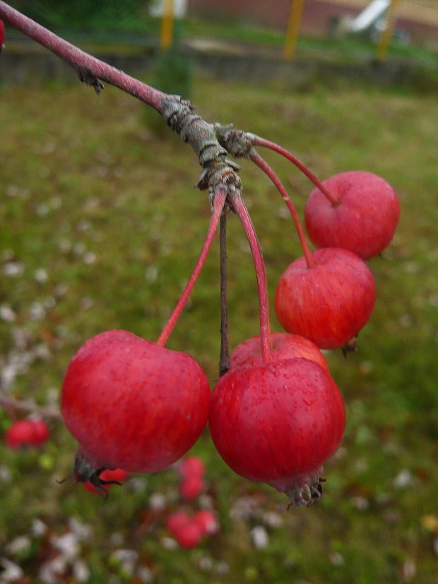 okrasná jabloň - plody po mrazoch