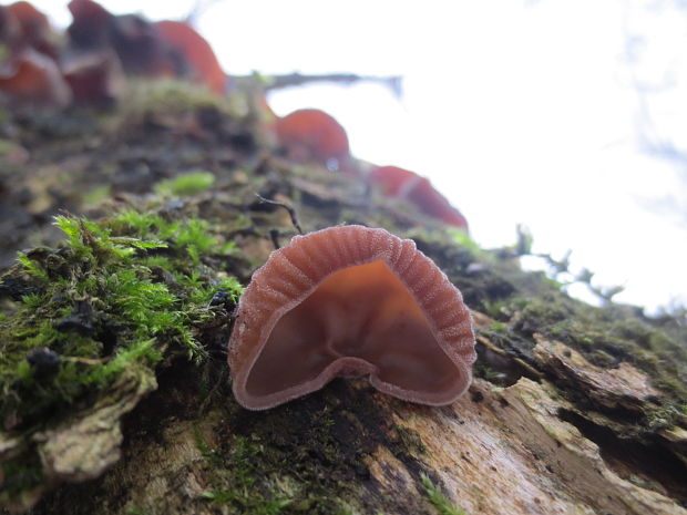 uchovec bazový Auricularia auricula-judae (Bull.) Quél.