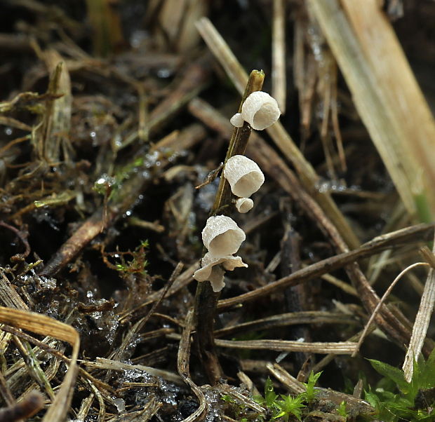 škľabôčka žihľavová Calyptella capula (Holmsk.) Quél.