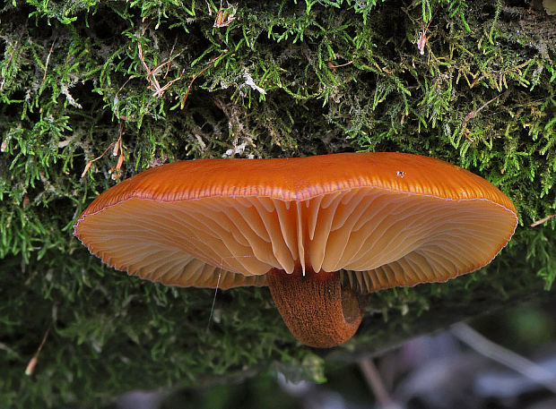 plamienka Flammulina sp.