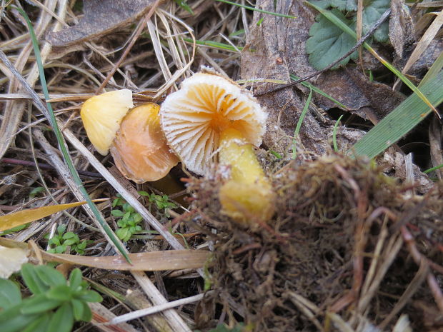 lúčnica žltozelená Gliophorus psittacinus (Schaeff.) Herink