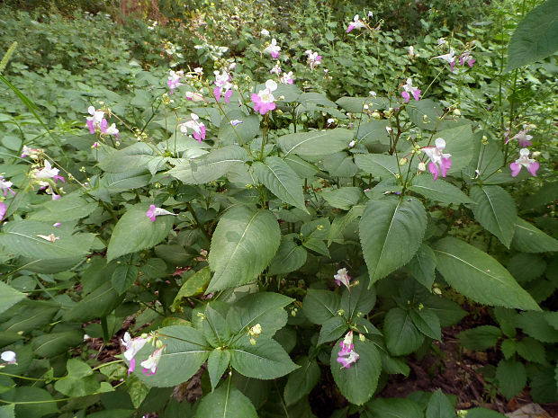 netýkavka balfourova Impatiens balfourii Hook. f.