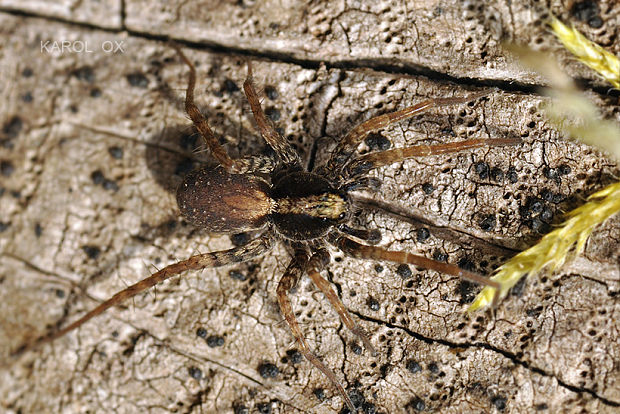 sliedič Pardosa sp.