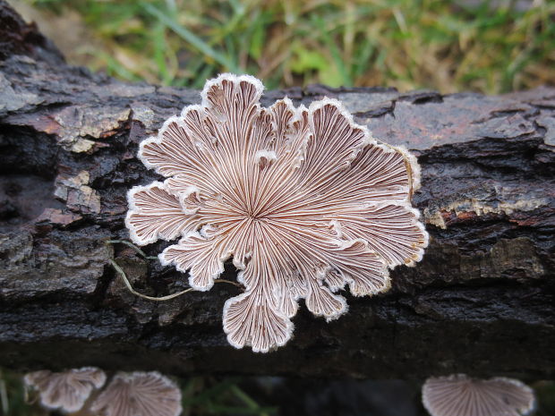 klanolupeňovka obyčajná Schizophyllum commune Fr.