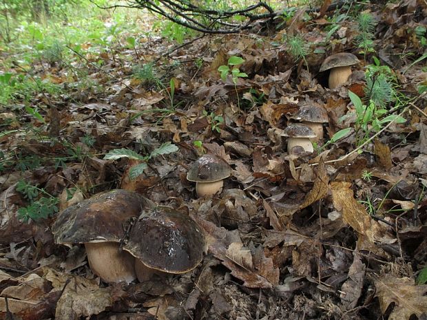 hríb bronzový Boletus aereus Bull. ex Fr.