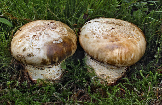 náramkovka cisárska Catathelasma imperiale (P. Karst.) Singer