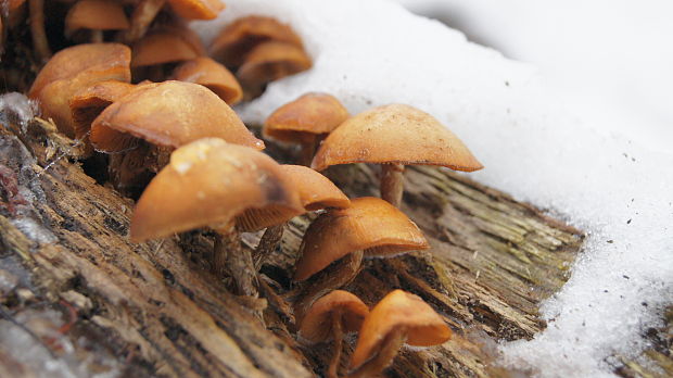 kapucňovka Galerina sp.