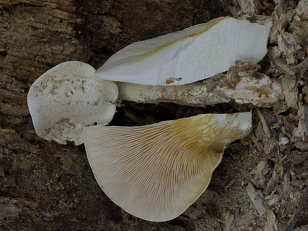 hliva dubová Pleurotus dryinus (Pers.) P. Kumm.