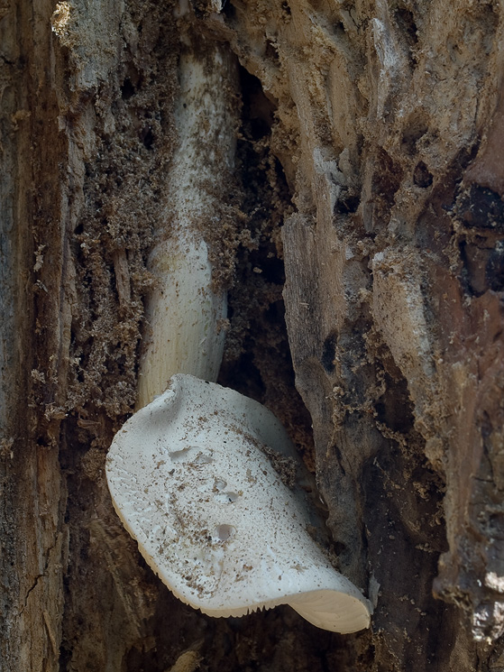 hliva dubová Pleurotus dryinus (Pers.) P. Kumm.