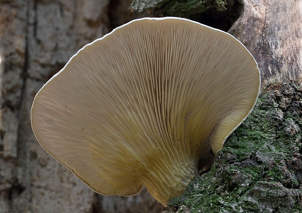 hliva dubová Pleurotus dryinus (Pers.) P. Kumm.