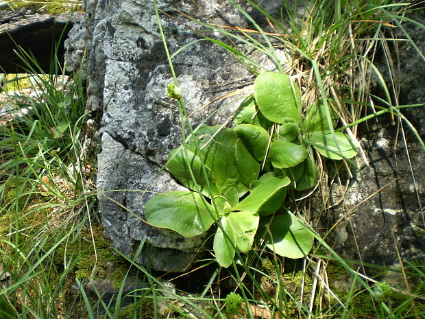 prvosienka holá Primula auricula L.