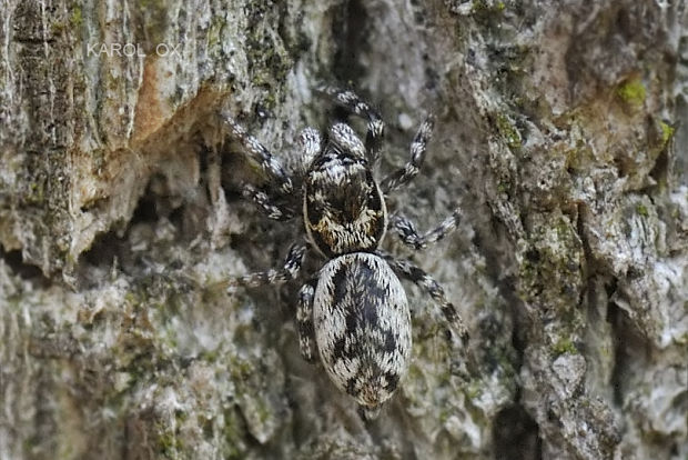 skákavka Salticus cingulatus