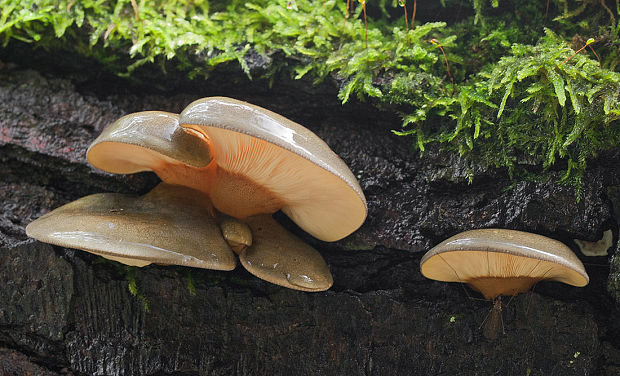 pňovka neskorá Sarcomyxa serotina (Pers.) P. Karst.