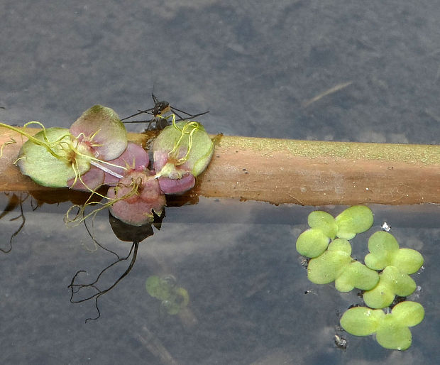 spirodelka mnohokoreňová  Spirodela polyrhiza (L.) Schleid.