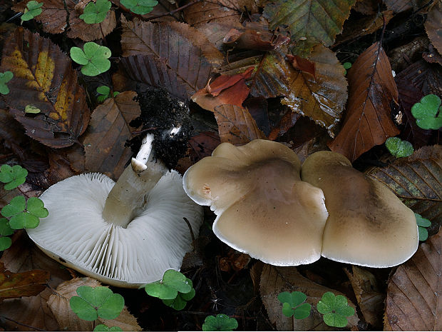 čírovka mydlová Tricholoma saponaceum (Fr.) P. Kumm.