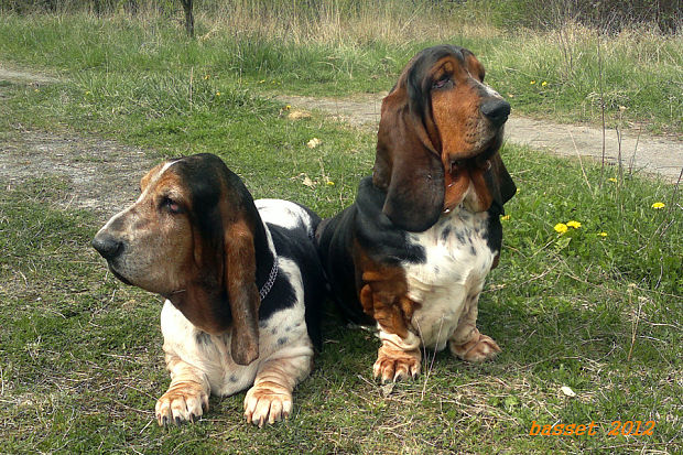 basset