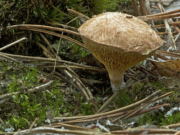 meďovec korenistý Chalciporus piperatus (Bull.) Bataille