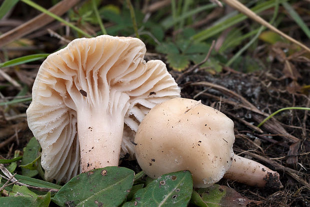 lúčnica statná Cuphophyllus pratensis (Fr.) Bon