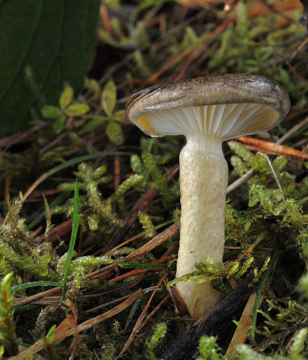 šťavnačka mrazová Hygrophorus hypothejus (Fr.) Fr.