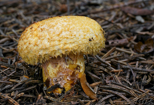 rýdzik nádherný Lactarius repraesentaneus Britzelm.