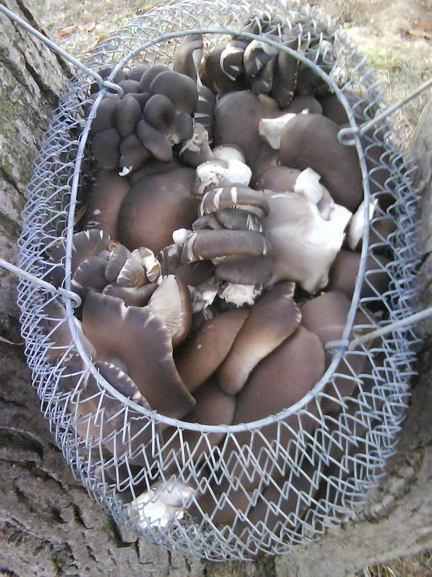 hliva ustricovitá Pleurotus ostreatus (Jacq.) P. Kumm.