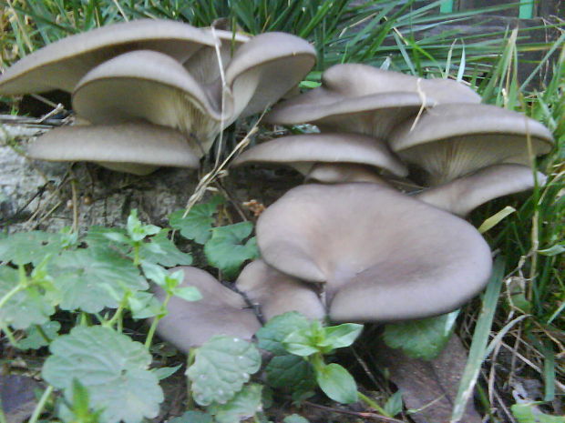 hliva ustricovitá Pleurotus ostreatus (Jacq.) P. Kumm.