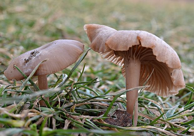 strmulica čiaškovitá Pseudoclitocybe cyathiformis (Bull.) Singer