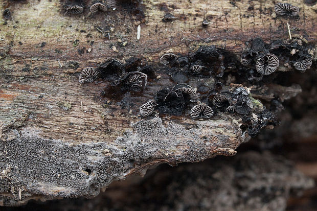 lastúrnik prirastený Resupinatus applicatus (Batsch) Gray