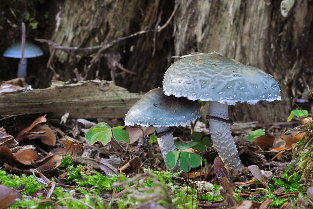 golierovka Stropharia sp.