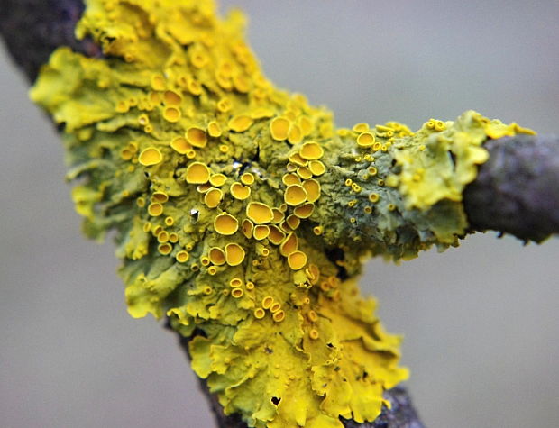 diskovník múrový Xanthoria parietina var. parietina