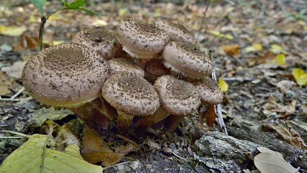 podpňovka žltá Armillaria gallica Marxm. & Romagn.