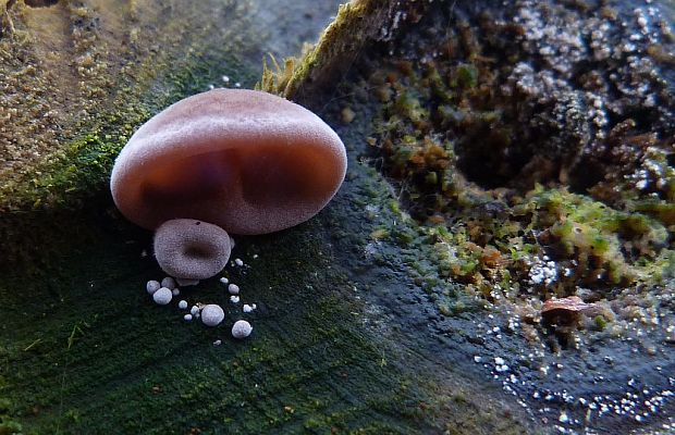 uchovec bazový Auricularia auricula-judae (Bull.) Quél.