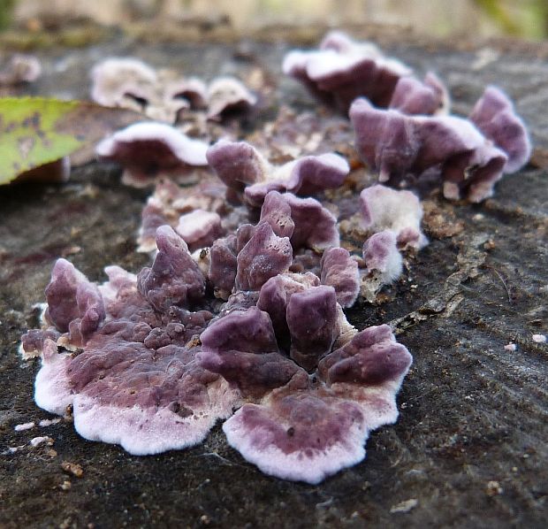 pevníkovec purpurový Chondrostereum purpureum (Pers.) Pouzar