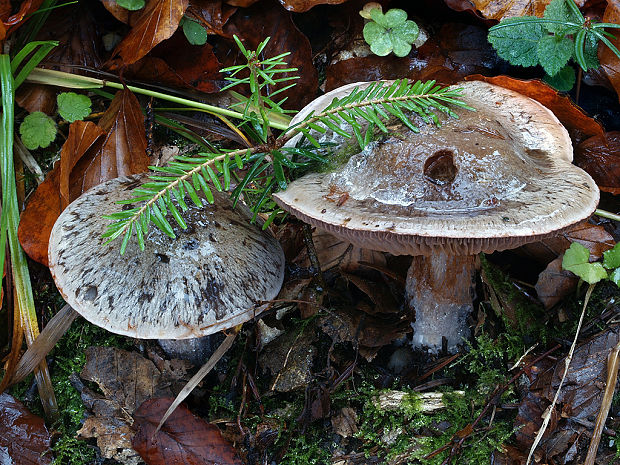 pavučinovec purpurovastý Cortinarius pseudomuricinus Reumaux ad int.