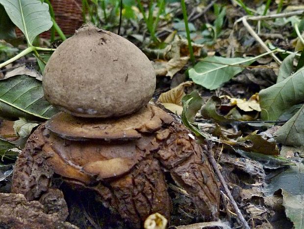 hviezdovka trojitá Geastrum triplex Jungh.