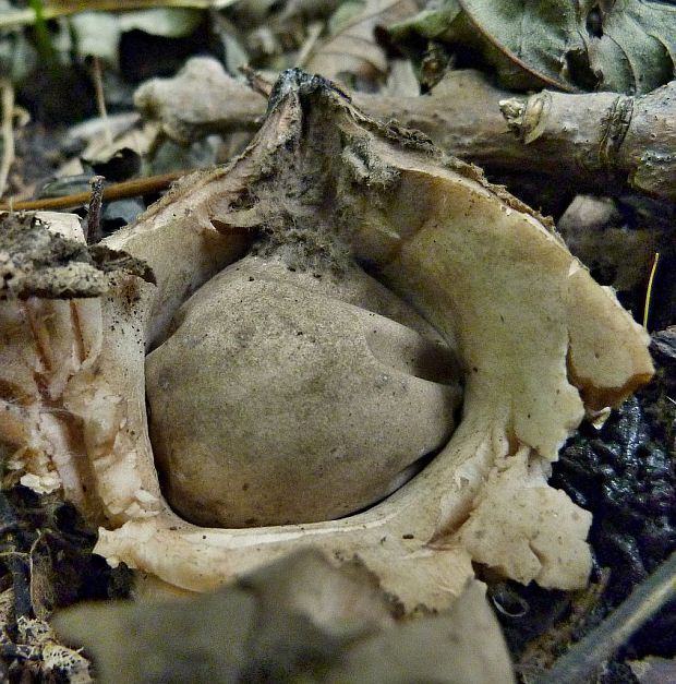 hviezdovka trojitá Geastrum triplex Jungh.